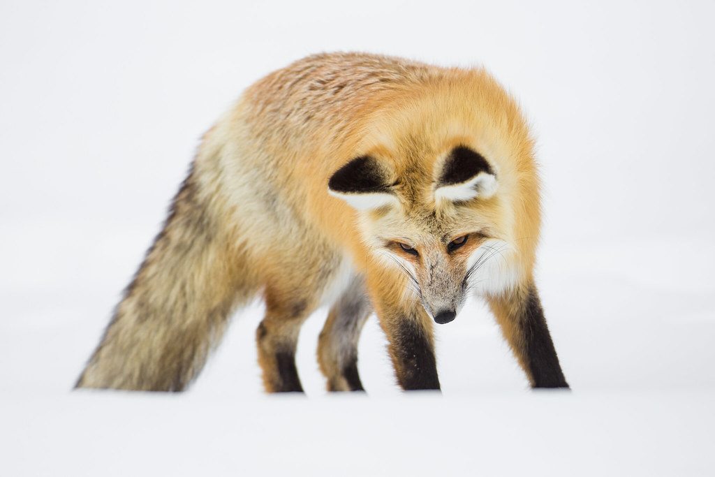 a red fox in the snow, looking down