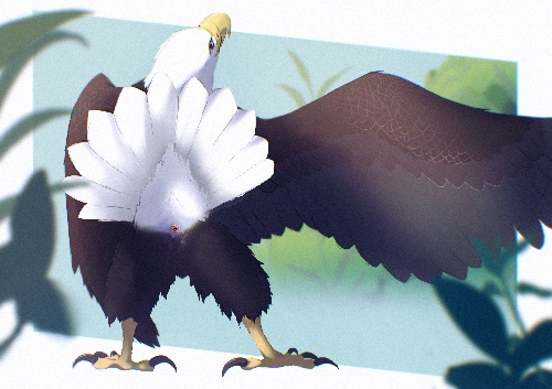 a feral bald eagle, standing upright on his talons. his tailfeathers are held high, cloaca visible and facing the viewer. his right wing is extended outwards, and he is looking back over his shoulder at the viewer. There is some greenery in front of and behind him.
