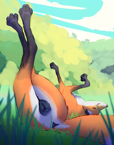 A red fox, laying on her back a grassy clearing in the woods, with her rear facing the viewer.  Her paws are up in the air, and she is making eye contact with the viewer.