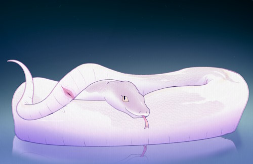 A white snake, curled up and looking at the viewer, with their tail and cloaca visible