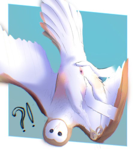 A barn owl, being held upside down by two hands, both of which are stretching out their cloaca.  The owl looks suprised at this, and has one wing outstretched