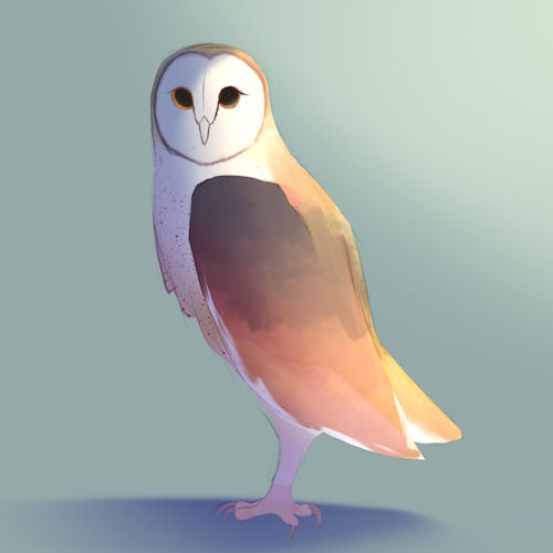 A barn owl against a blue background, looking torwards the viewer with their wings folded in.